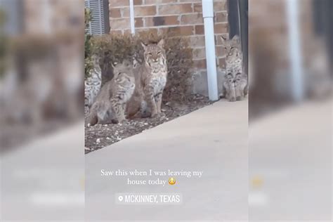 Multiple Bobcats Seen Roaming North Texas Neighborhood