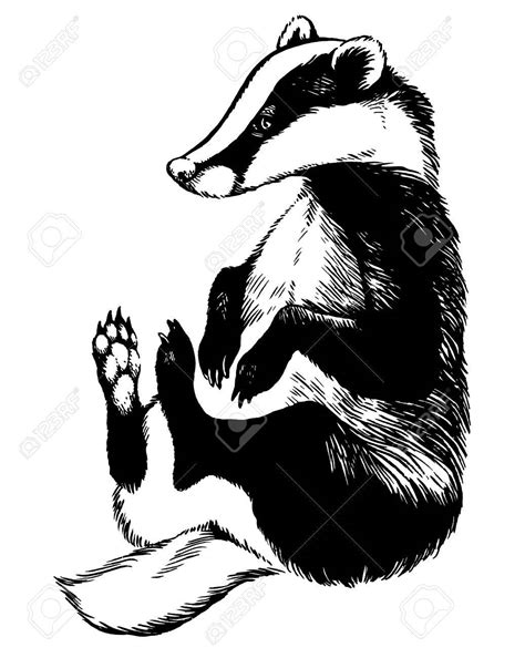 Badger Drawing at GetDrawings | Free download