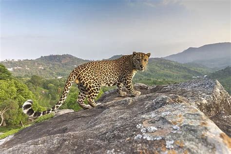 Indian Leopard Panthera Pardus Fusca Print 19737498 Framed