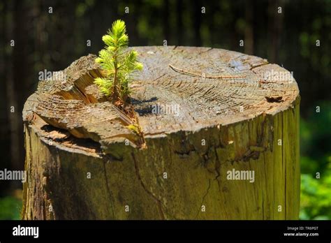 Norway Spruce Picea Abies Seedling On A Tree Stump Germany North