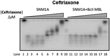 Cephalosporins inhibit human metallo β lactamase fold DNA repair