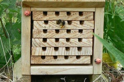 Gestes Simples Pour Aider Les Abeilles