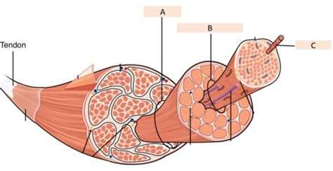 Physiology Of Muscle Contraction Flashcards Quizlet