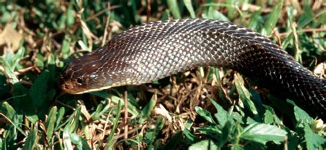 Papuan Blacksnake Aussie Pythons And Snakes