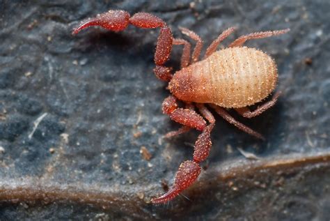 Pseudoscorpion Macro Photos Nature Inspiration Arachnids