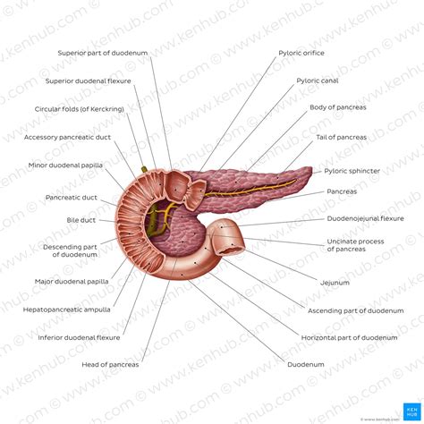 200以上 pancreas histology exocrine cells 149762