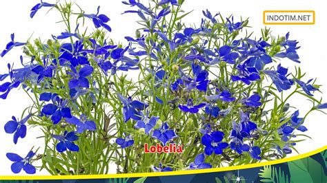 Lobelia Tips Menanam Untuk Hasil Lebih Maksimal