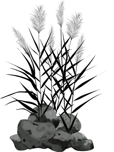 Hand Drawn Reed Or Pampas Grass Surrounded By Gray Stones Cane Silhouette On White Background