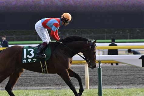 中山金杯2020の競馬予想分析！3つのデータから導く危険な人気馬