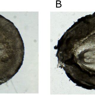 Sexual Dimorphism In The Growth Rate Of Zebra Finch Embryos Arises