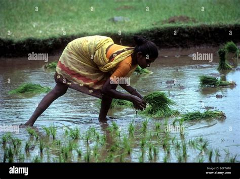 Rice Paddy Seedlings Transplanting The Field Tamil Nadu India Stock