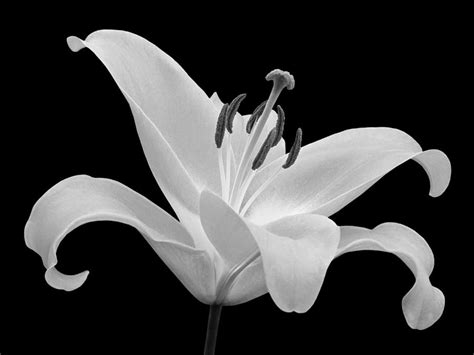 Single Lily In Black And White Photograph By Gill Billington Pixels