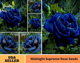 30 Rare Gorgeous Black Rose Bush Seeds Buy 3 Packs Get 1 Etsy