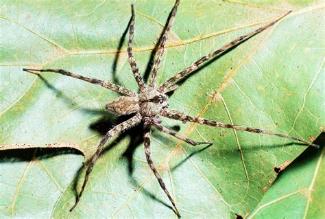 Common Spiders — Texas Insect Identification Tools