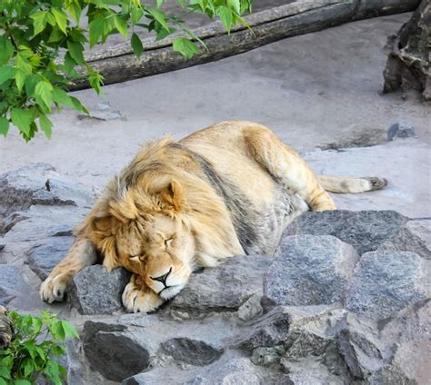 Premium Photo Lazy Lion Sleeping On Rocks