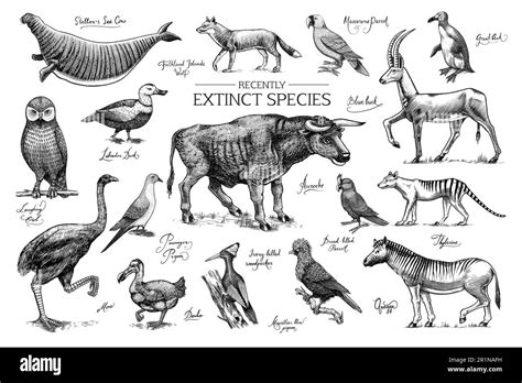 Extinct Species Wild Mammal Animals And Birds Dodo Moa Tasmanian