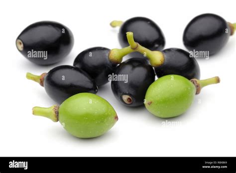 Laurel Berries Hi Res Stock Photography And Images Alamy