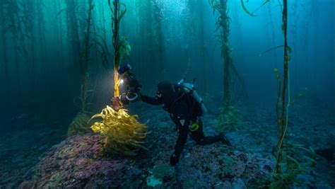 Bosques de macroalgas en Península Mitre una expedición que enamora