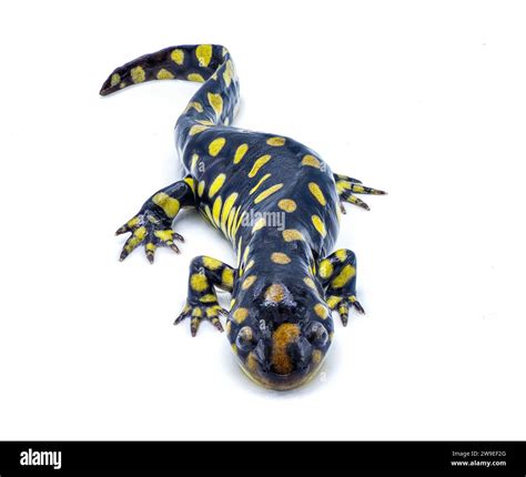 Wild Male Eastern Tiger Salamander Ambystoma Tigrinum Tigrinum