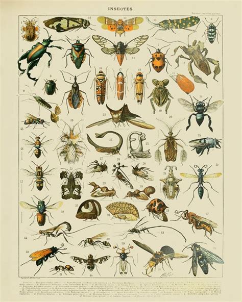 Vintage Insect Print French Insect Chart Biology Poster Insect