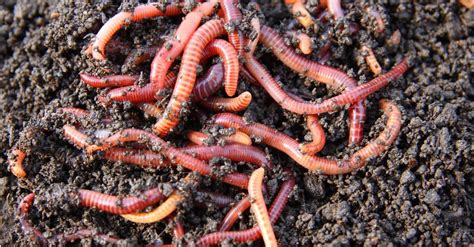 Do Worms Poop? Everything You Need To Know - AZ Animals