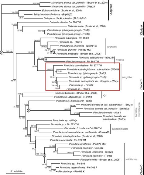 Figure From Phylogenetic Species Delimitation In Pinnularia Subgibba