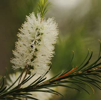 Tea Tree Organic Essential Oil Australia