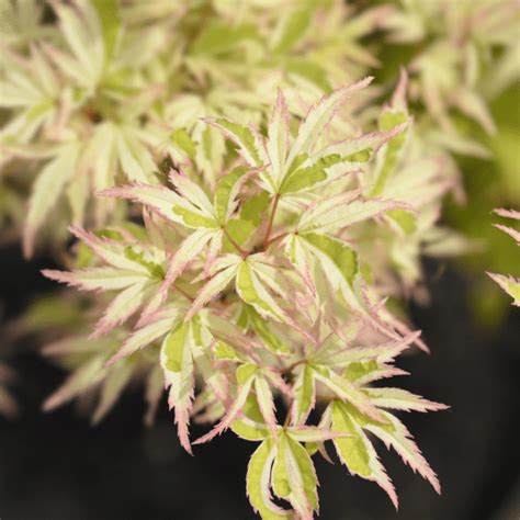 Érable du Japon Acer Palmatum Butterfly Ferriere Fleurs