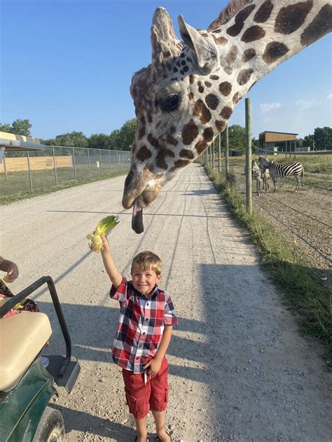 NEW Giraffe Encounter Experience at African Safari Wildlife Park