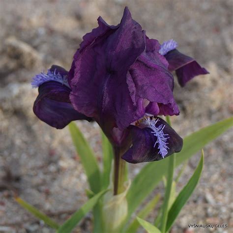 Iris Pumila Subsp Pumila Clone Daylily Phlox Eu