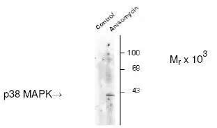 Anti P Mapk Phospho Thr Tyr Antibody Gtx Genetex