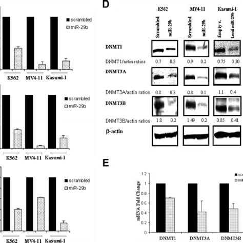 Mir B Targets Dnmt Dnmt A And B In Aml Cell Lines And Primary