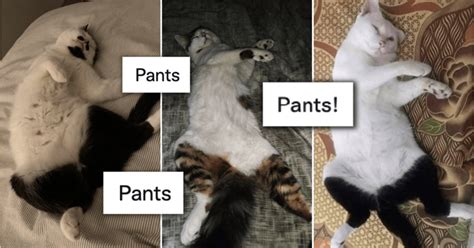 25 Funny Cat Memes From Lolcats On Artofit