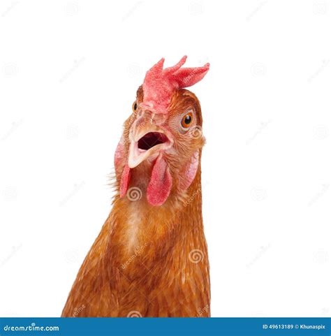 Head Of Chicken Hen Shock And Funny Surprising Isolated White Ba Stock