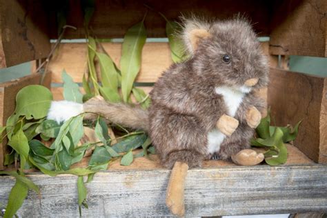 Eastern Bettong - Endangered Animals Australia