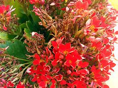 Category Saxifragales In The Land Of Valencia In August Wikimedia Commons