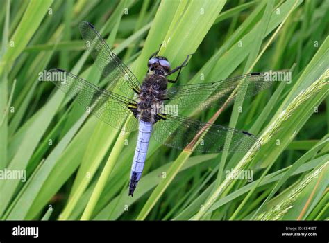 scarce chaser dragonfly stock photo alamy
