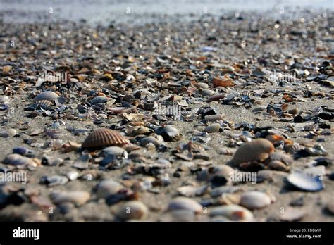 Beach At Goting On The Island Of Foehr The Schleswig Holstein Wadden