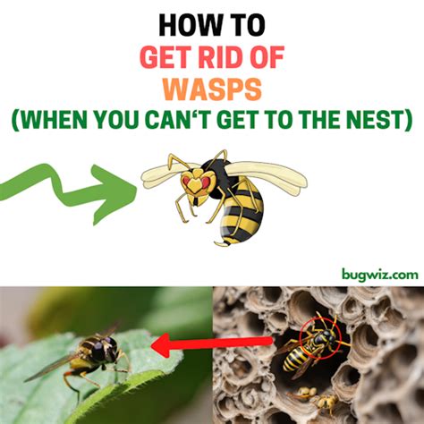 How To Get Rid Of Wasps When You Cant Find The Nest Bugwiz