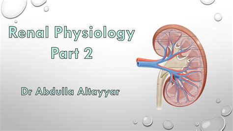 Renal Physiology Part 2 فسلجة الجهاز البولي 2 Youtube