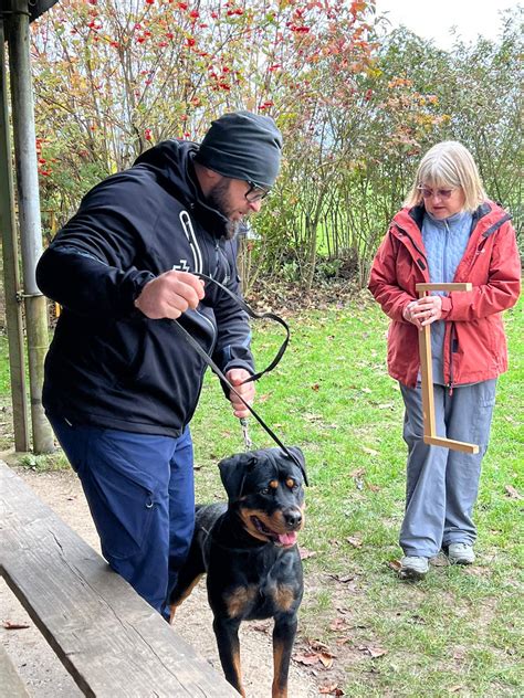 Fila Von St Jakob An Der Birs Rottweiler Von St Jakob An Der Birs