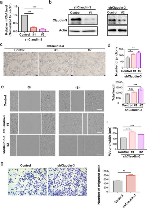 Knockdown Of Claudin 3 In Svec4 10 Cells Promotes Cell Migration A