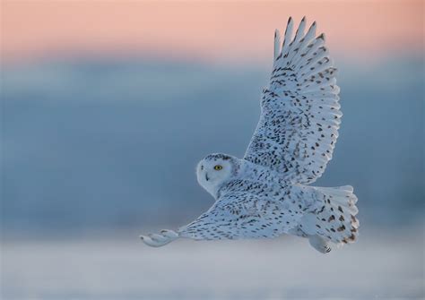 Snowy Owl Flying