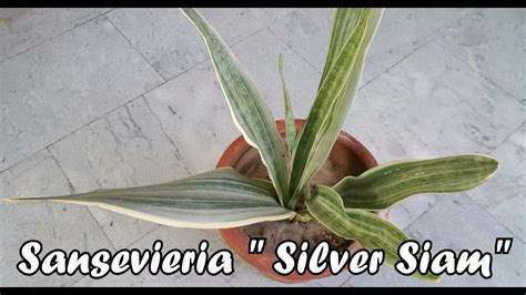 Sansevieria Silver Siam Sansevieria Sayuri Tom Grumbley Care And