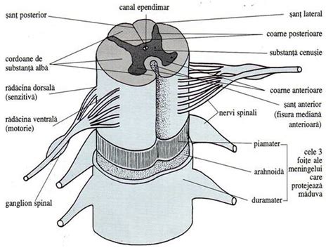 Maduva SpinĂrii Sistemul Nervos