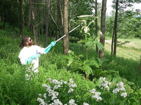 A Virginia Teen Suffered Third Degree Burns After Touching An Invasive Weed That Can Cause