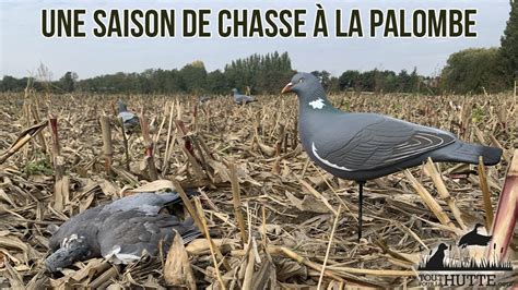 Une saison de chasse à la palombe Toutpourlahutte fr YouTube