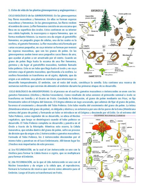 Ciclos De Vida De Las Plantas Gimnospermas Y Angiospermas Docx