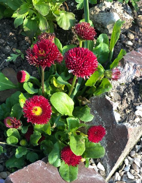 Common daisy 'Rob Roy' (Bellis perennis 'Rob Roy') Flower, Leaf, Care ...