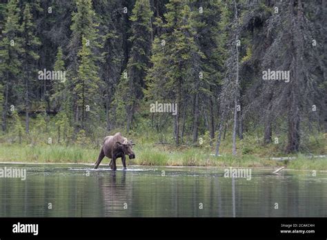 A Younger Male Bull Moose Splashing In Horseshoe Lake Denali National